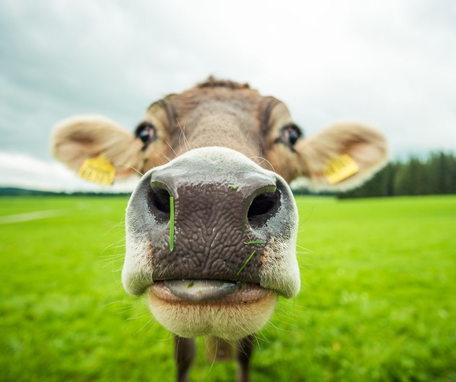 a cow nose