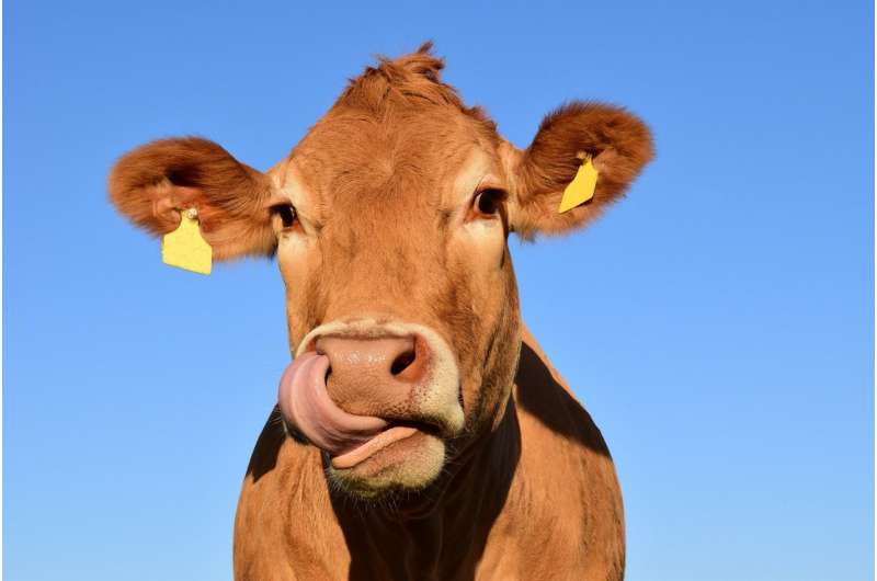 a cow nose