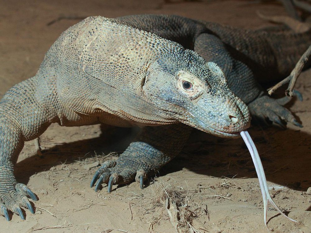 komodo dragon